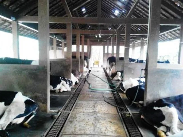Kandang Sapi Cilacap: Tempat Hiburan Keluarga yang
