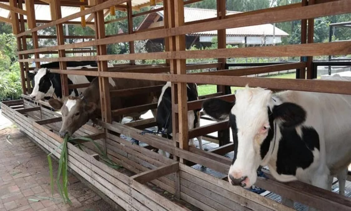 Mengenal Kandang Sapi: Surga Hiburan Keluarga di Tengah Alam Cilacap
